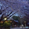 国宝鑁阿寺と夜桜