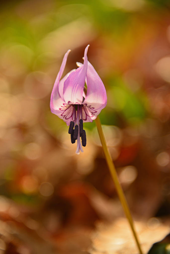 カタクリの花