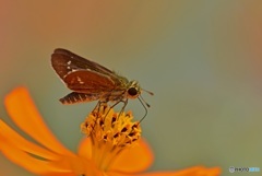 キバナコスモスにセセリチョウ