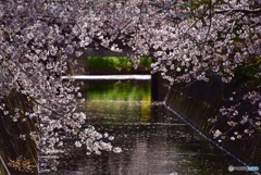 桜散る川