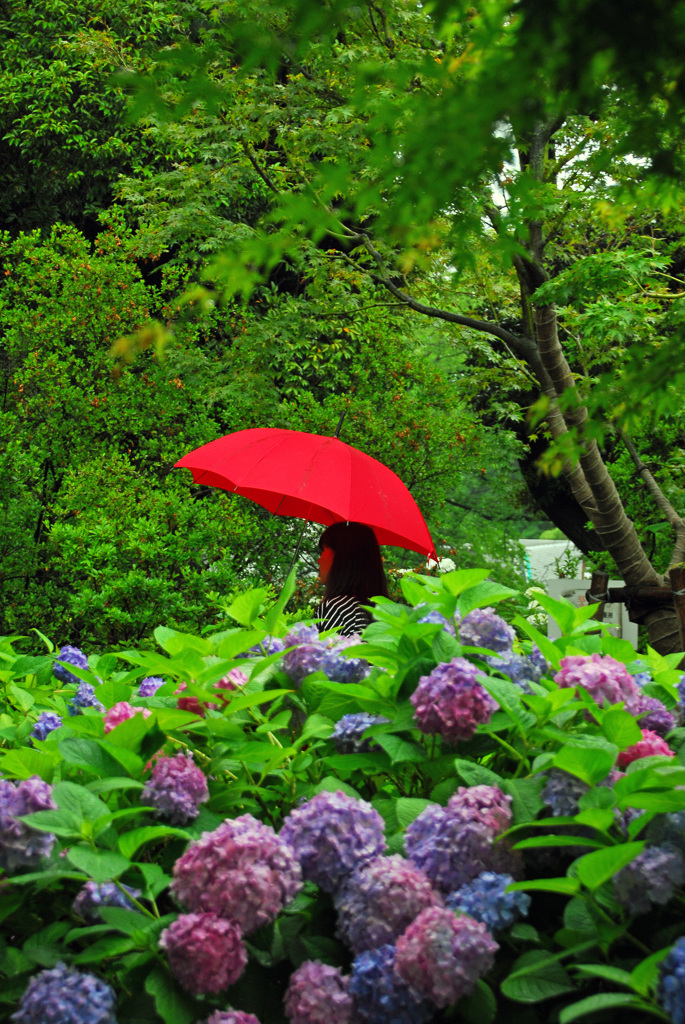 ある雨の日