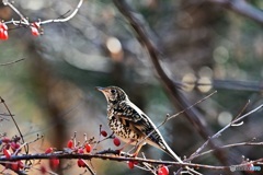 トラツグミ