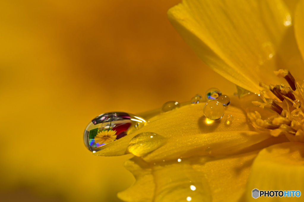 水滴に花