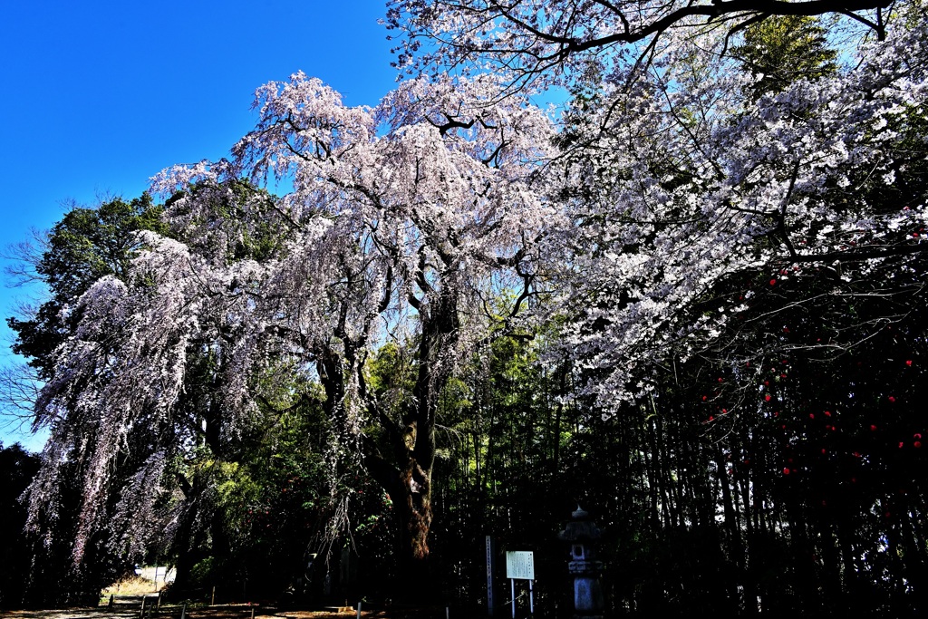 枝垂れ桜