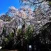 枝垂れ桜