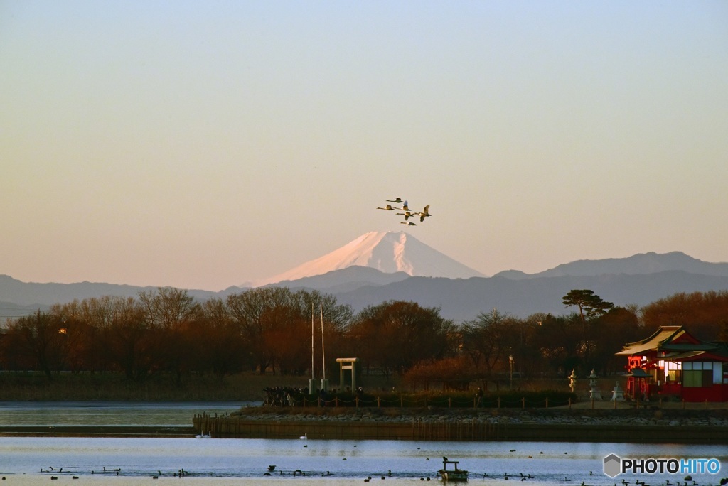 富士山に白鳥