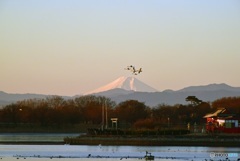 富士山に白鳥