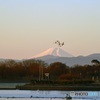 富士山に白鳥