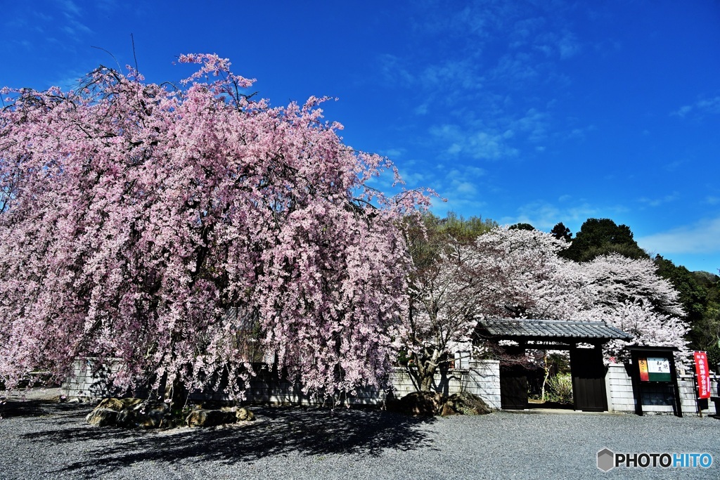 お寺の枝垂れ桜1