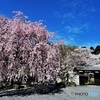 お寺の枝垂れ桜1