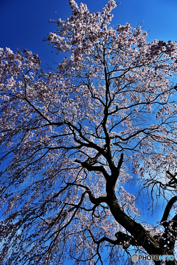 長福寺の枝垂れ桜