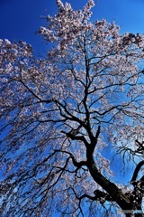 長福寺の枝垂れ桜