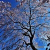 長福寺の枝垂れ桜