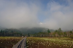 水芭蕉の群生を歩く