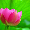 行田蓮