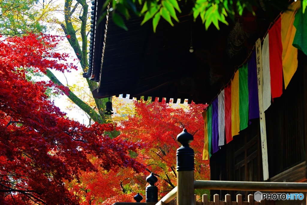 多宝塔と紅葉