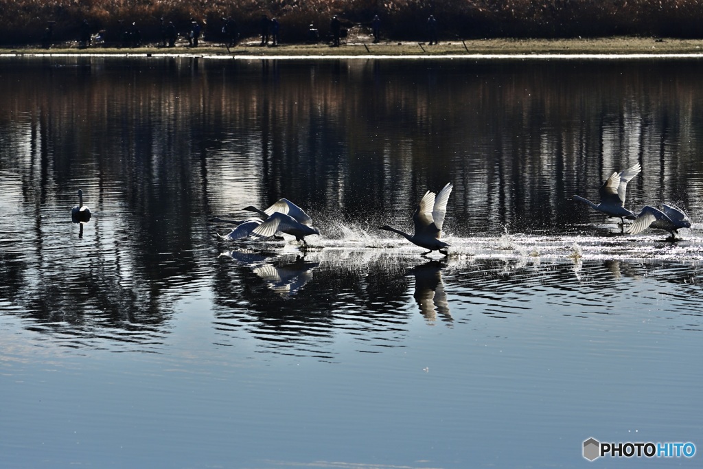白鳥の飛び出し