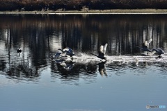 白鳥の飛び出し