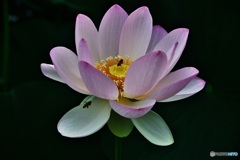 古代蓮に蜂
