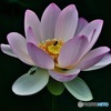 古代蓮に蜂