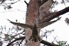 オオタカ若の飛び出し