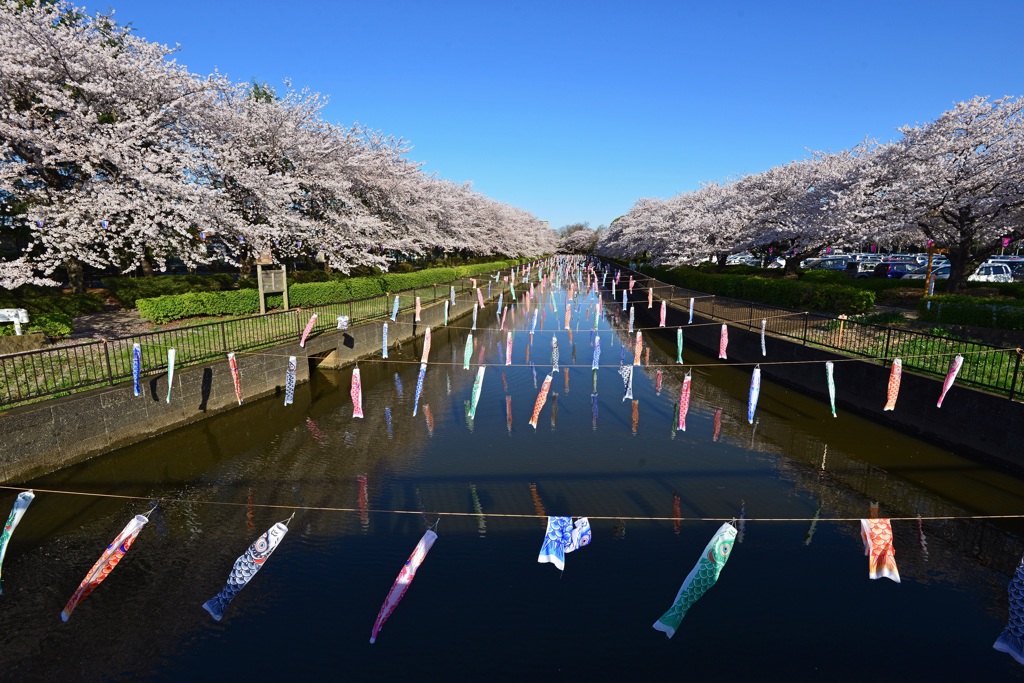 鶴生田川の桜と鯉のぼり