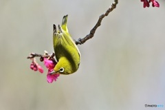 寒緋桜にメジロ4