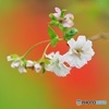 十月桜