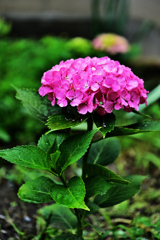 紫陽花