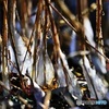 霜柱の氷柱