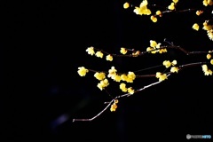 蝋梅