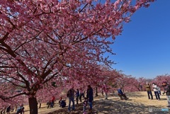 河津桜