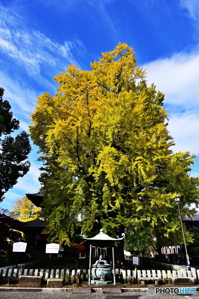 大銀杏