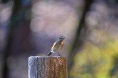 ルリビタキの食事