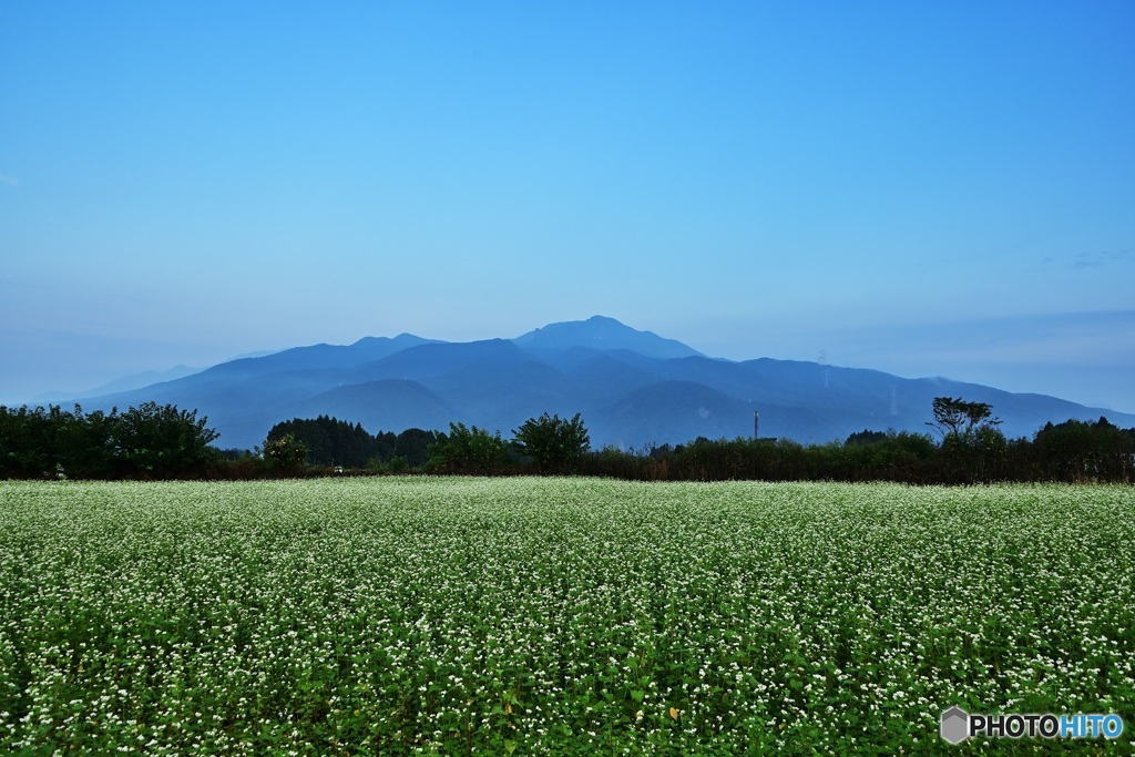 蕎麦畑と山の風景