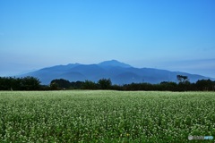 蕎麦畑と山の風景
