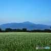 蕎麦畑と山の風景
