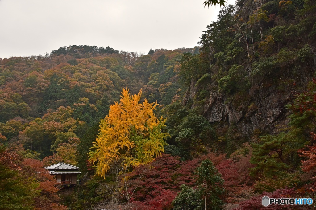 浄因寺の紅葉