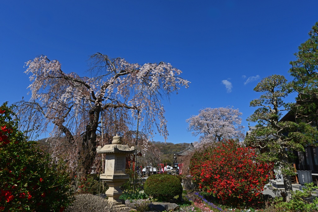 花のお寺