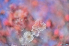 白い梅の花