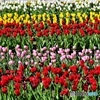 チューリップ色とりどり