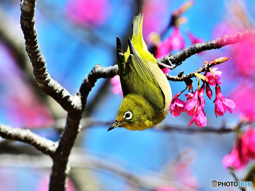 寒緋桜にメジロ1