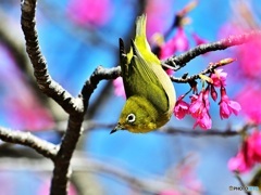 寒緋桜にメジロ1