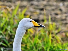 オオハクチョウ