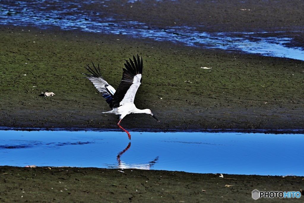 コウノトリ飛んだ