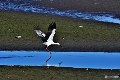 コウノトリ飛んだ