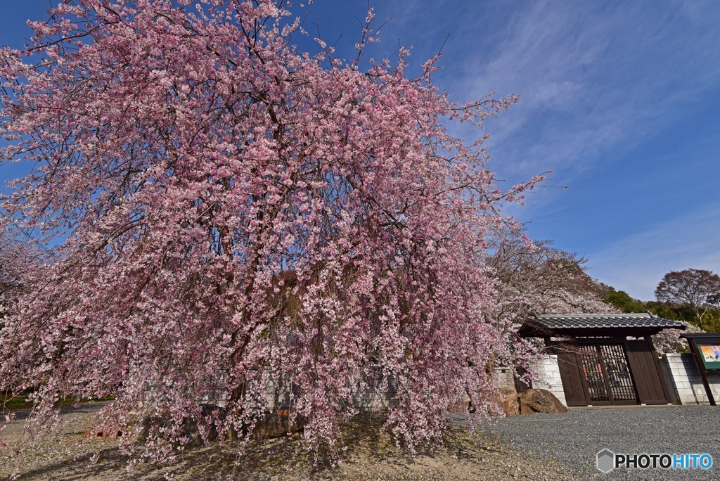 長楽寺の枝垂れ桜