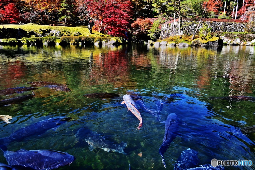 彩りの中の鯉