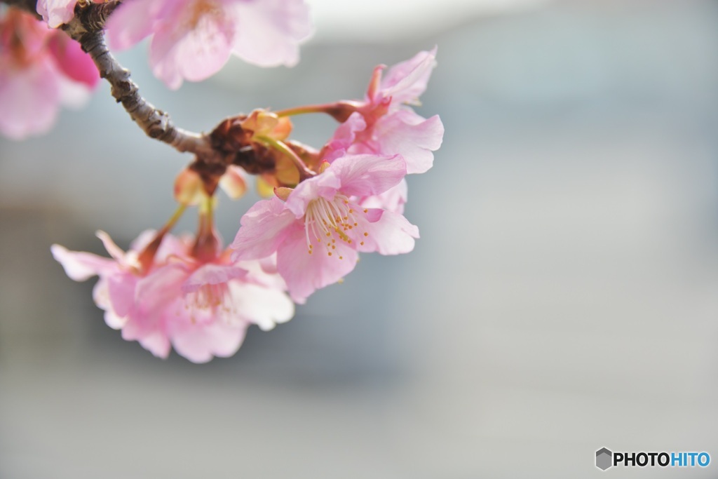 河津桜