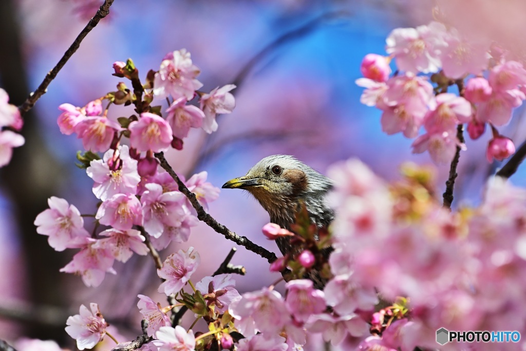 河津桜にヒヨドリ